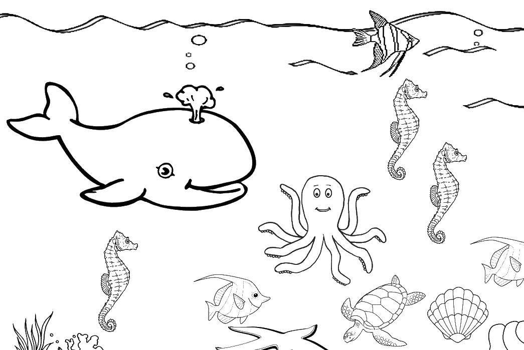Название: Раскраска Подводный мир. Категория: Контуры животных. Теги: подводный мир.