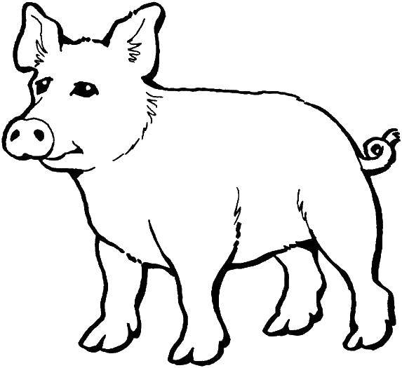 Coloring Pig. Category Pets allowed. Tags:  Animals, pig.