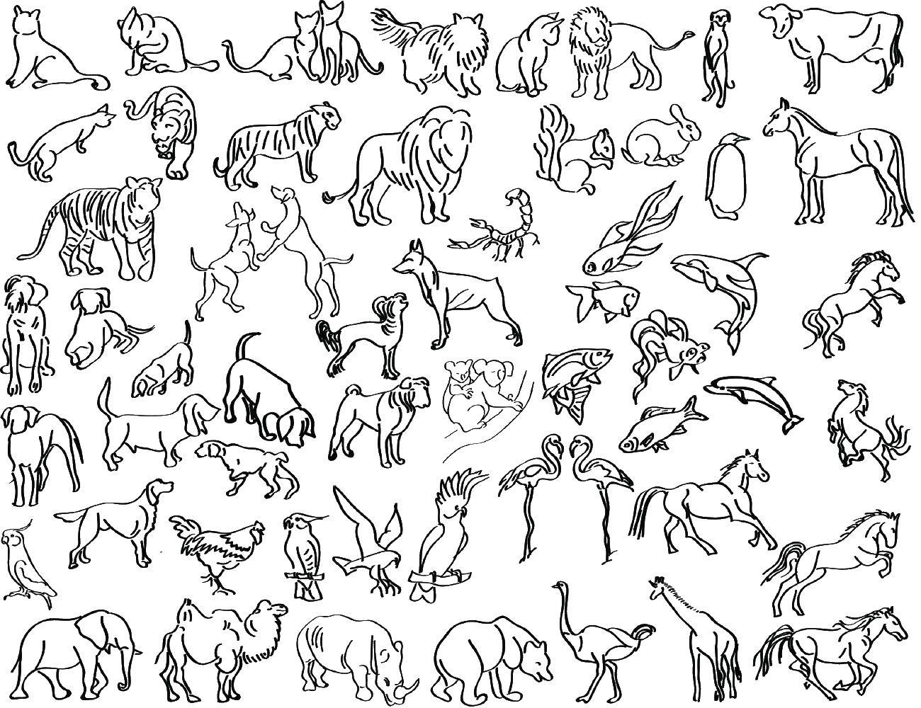 Название: Раскраска Все животные вместе. Категория: Контуры животных. Теги: животные.