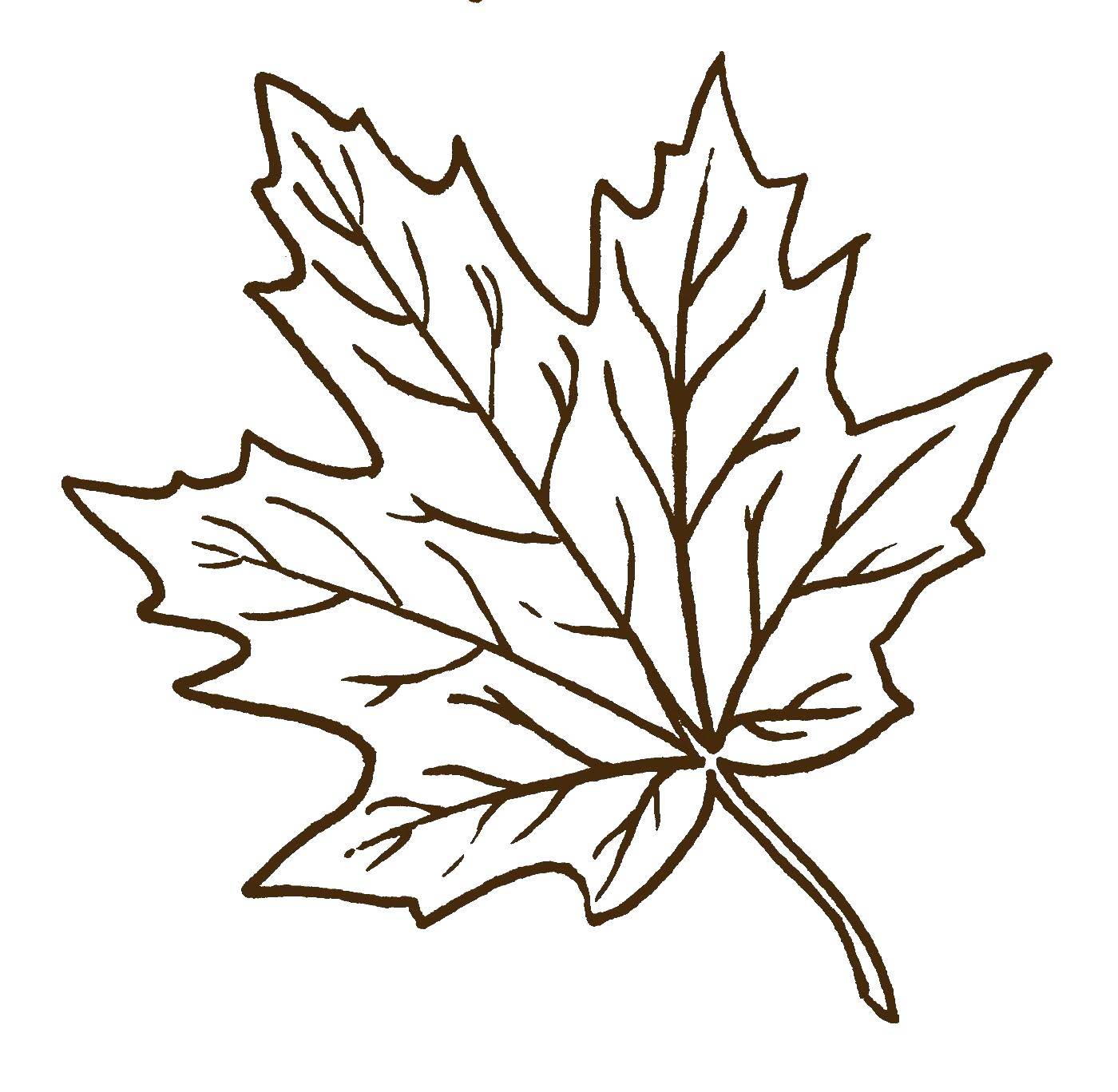 Название: Раскраска Контур листа. Категория: Контуры листьев. Теги: лист.