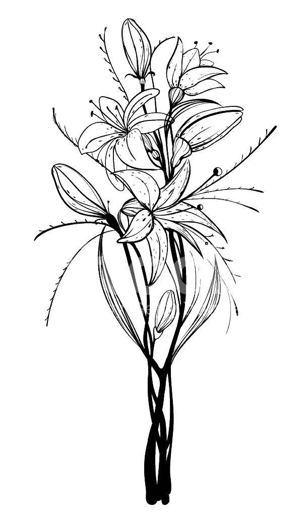 Название: Раскраска Лилия. Категория: цветы. Теги: лилия.