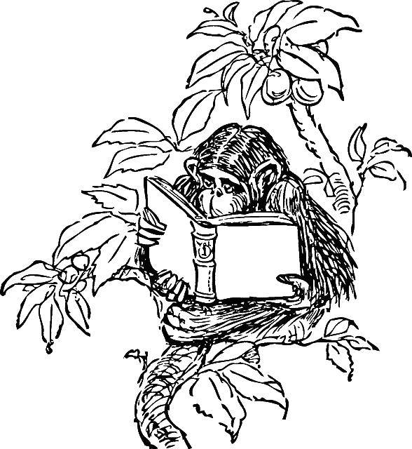 Название: Раскраска Обезьяна читает книгу. Категория: зоопарк. Теги: обезьяна.