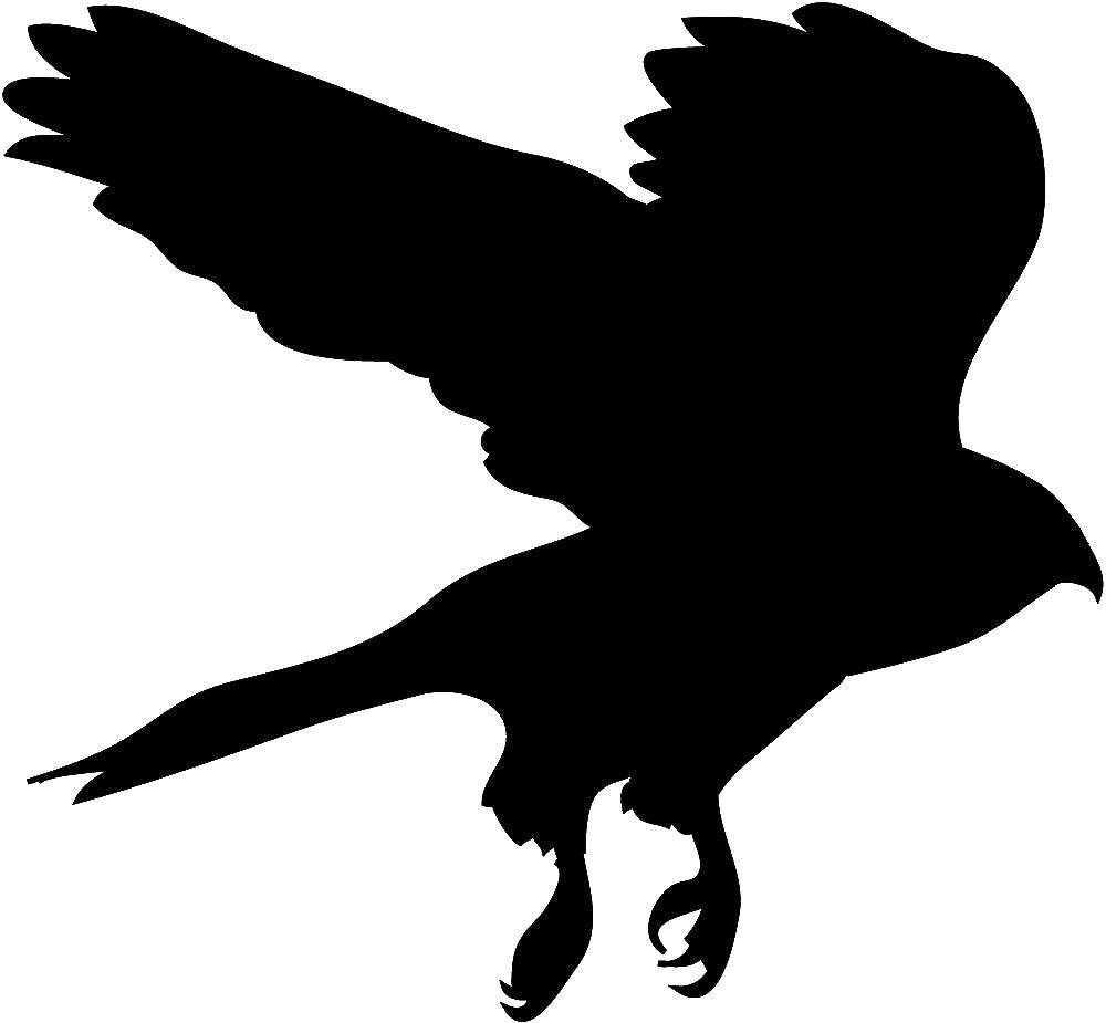 Название: Раскраска Контур хищной птицы. Категория: Контуры птиц. Теги: птица.
