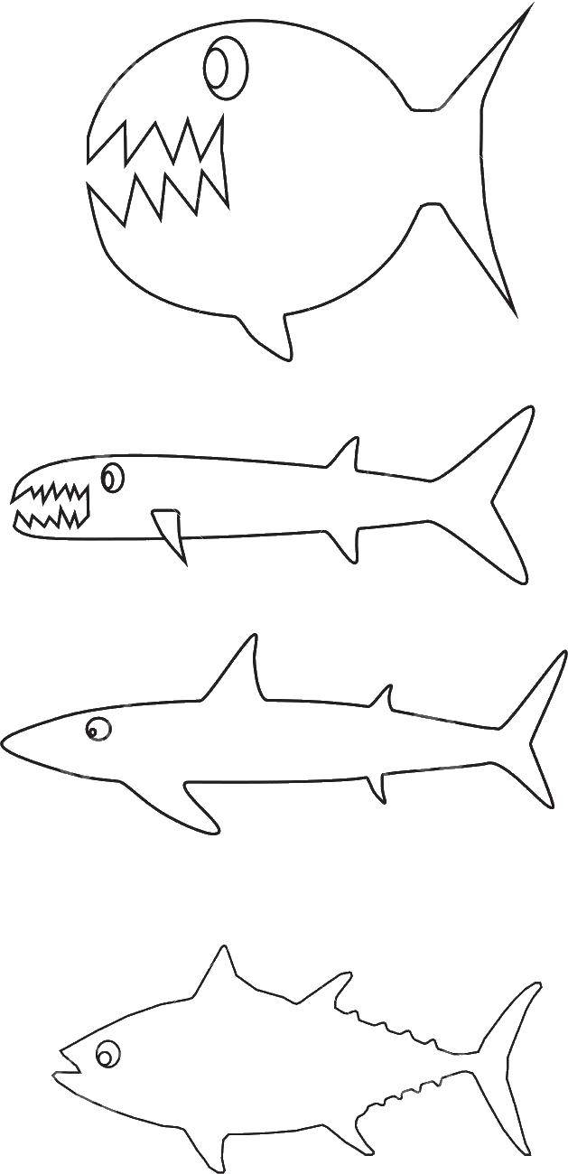 Coloring The contours of the fish. Category Contours of fish. Tags:  fish.