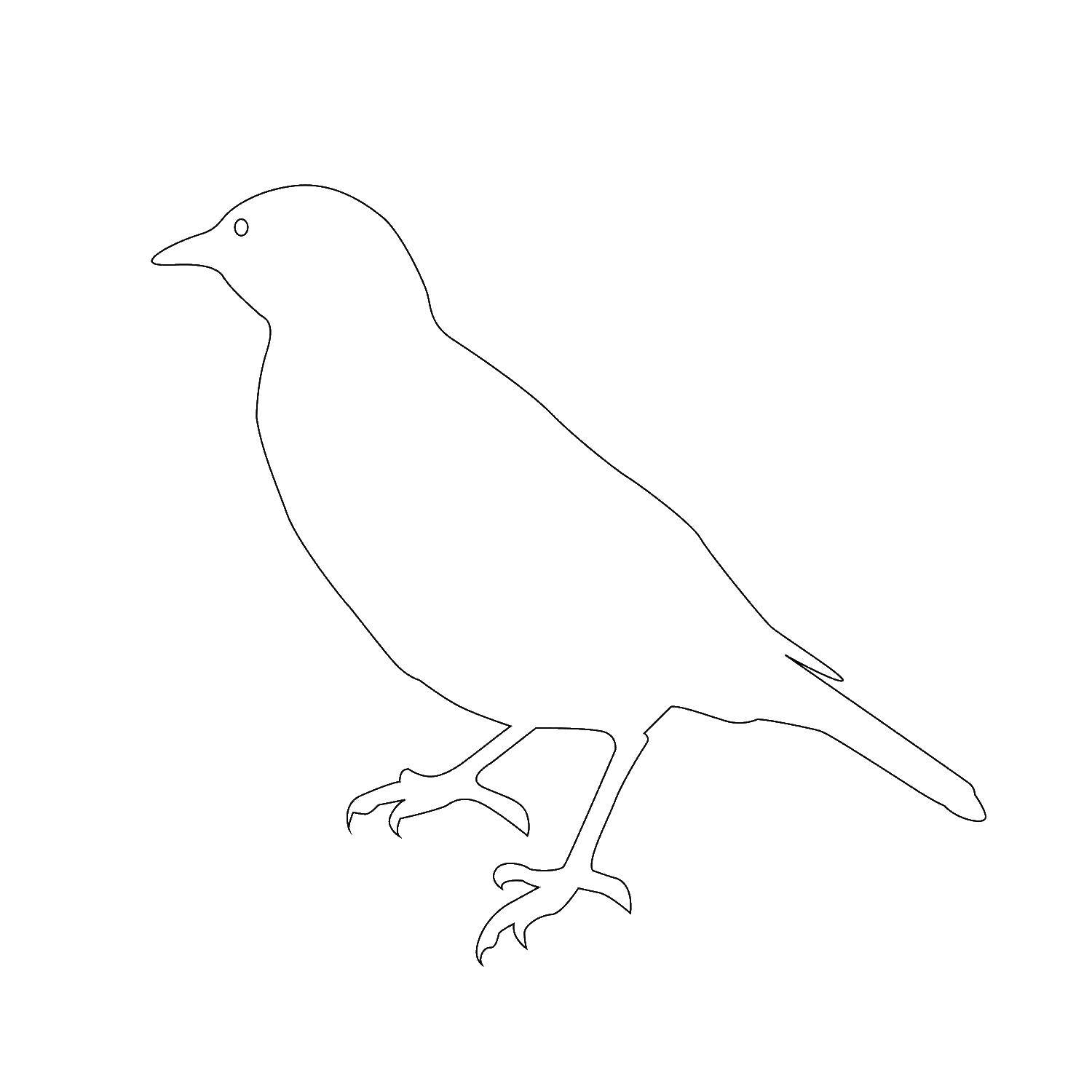 Название: Раскраска Птица сорока. Категория: Контуры птиц. Теги: сорока.