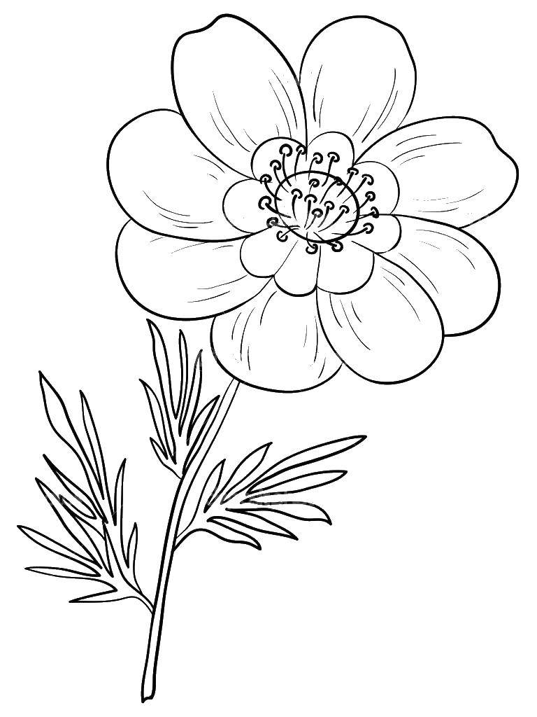Coloring Flower. Category flowers. Tags:  flower.