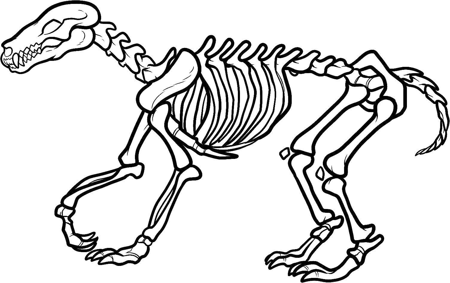 Название: Раскраска Динозавр скелет. Категория: динозавр. Теги: скелет.
