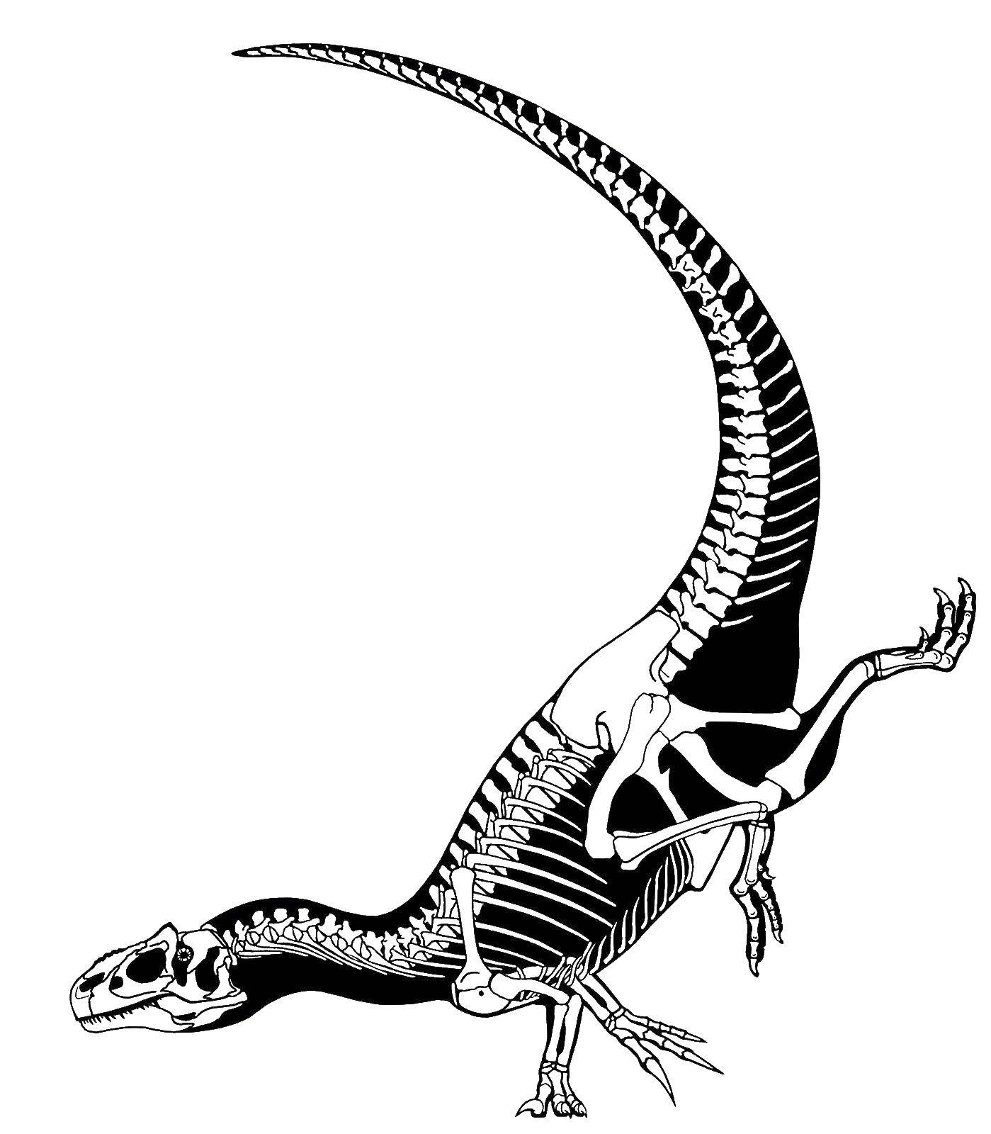 Coloring Dinosaur skeleton. Category dinosaur. Tags:  skeleton, dinosaur.