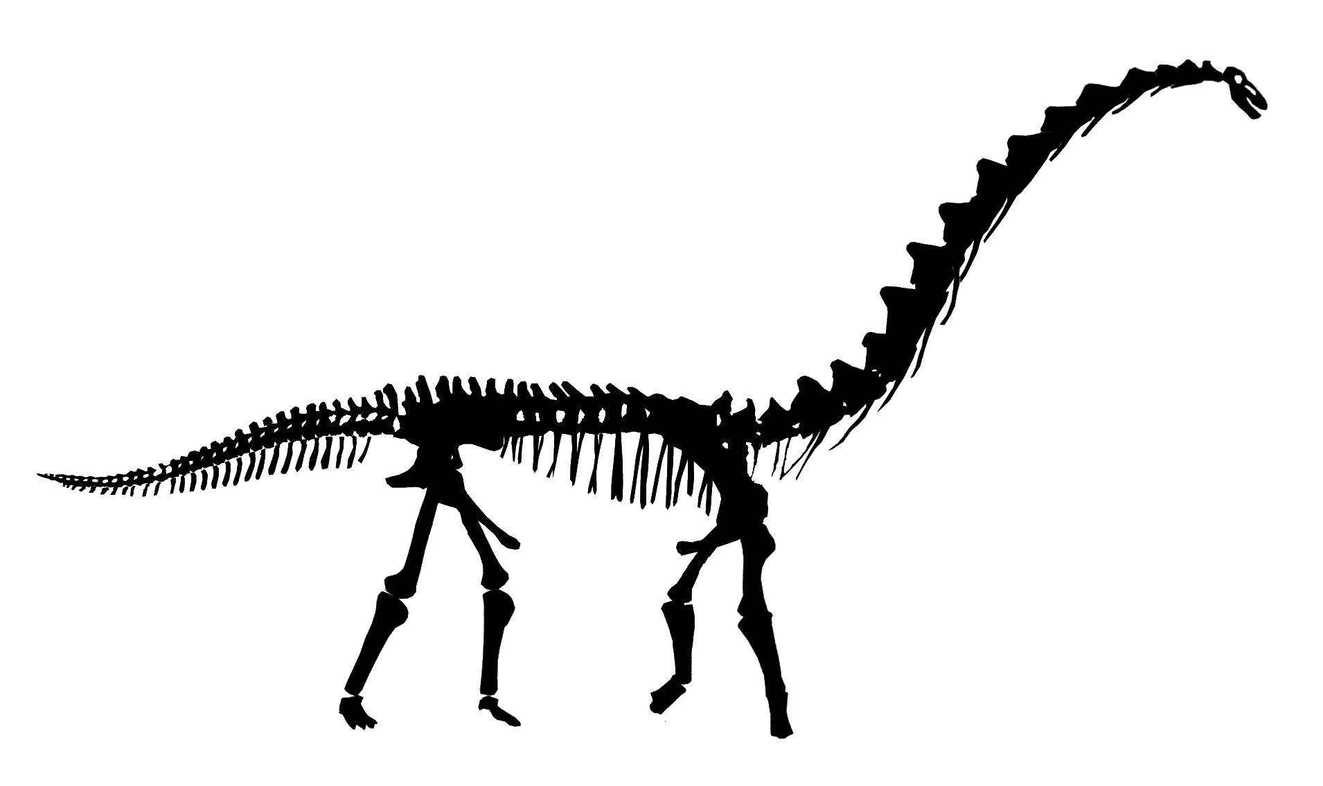 Название: Раскраска Скелет динозавра. Категория: динозавр. Теги: скелет.