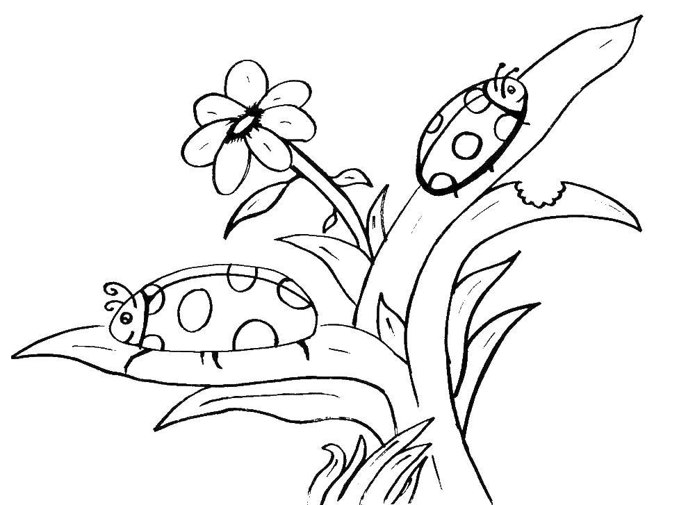 Coloring Ladybug. Category Animals. Tags:  Bogaciova.