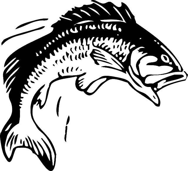 Coloring Fish. Category the food. Tags:  fish.
