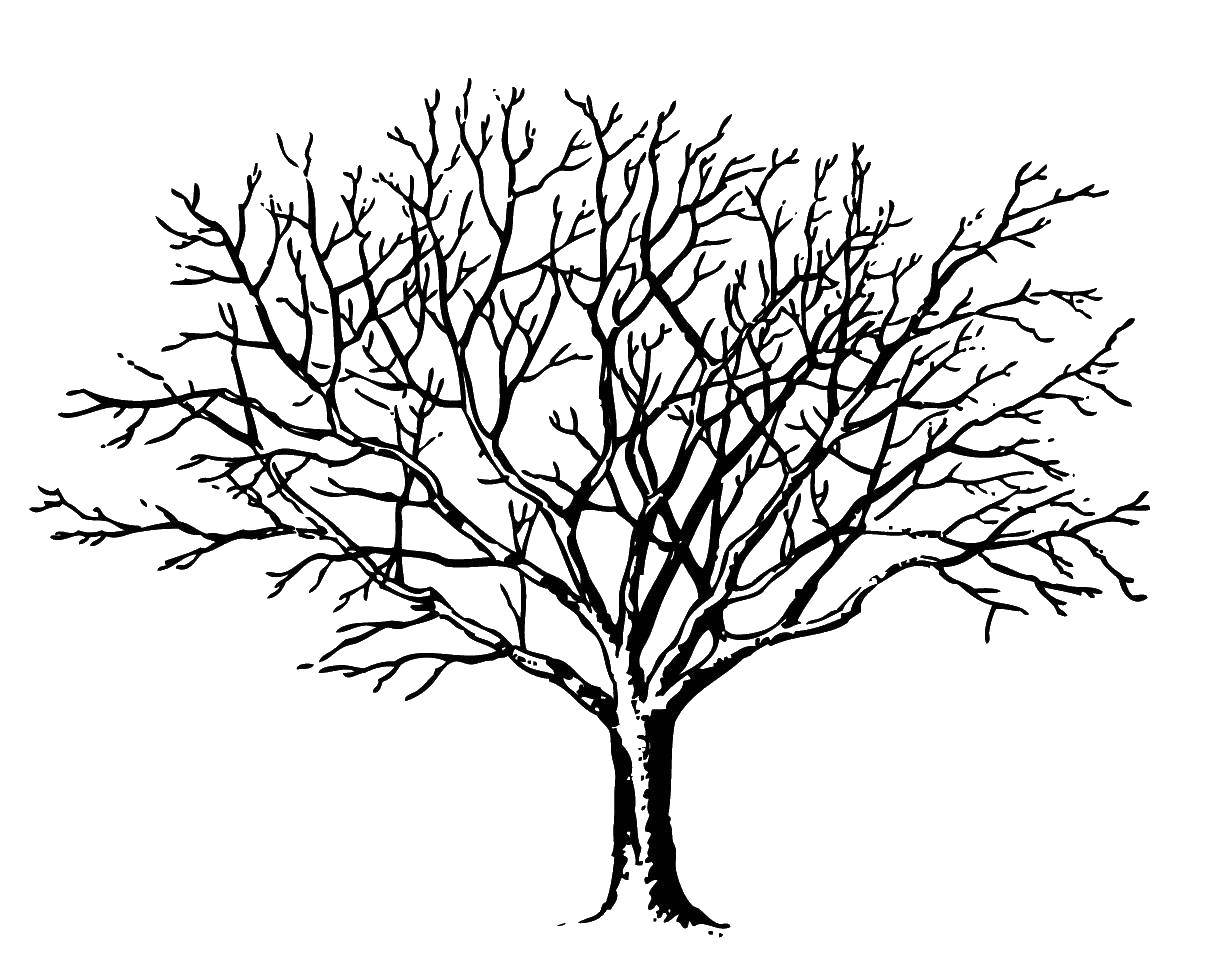Coloring Tree. Category The contour of the tree. Tags:  The contour of the tree.