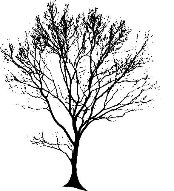 Название: Раскраска Дерево. Категория: Контур дерева. Теги: дерево.