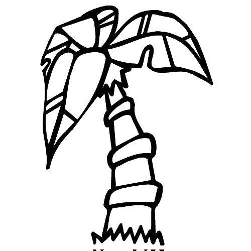 Название: Раскраска Пальма. Категория: Контур дерева. Теги: пальма, контур.