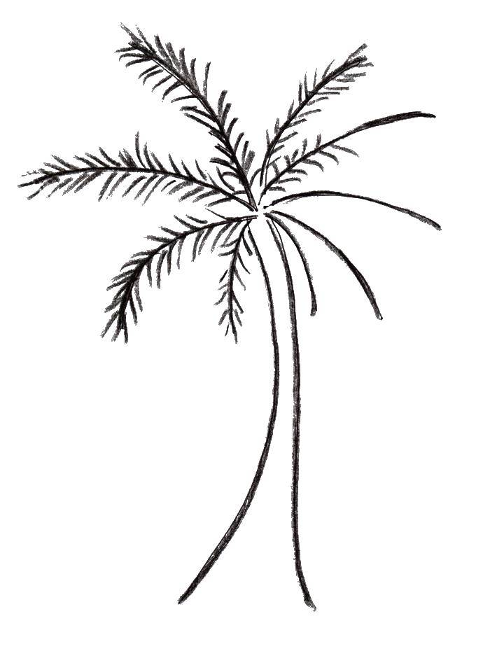 Название: Раскраска Пальма. Категория: Контур дерева. Теги: пальма.