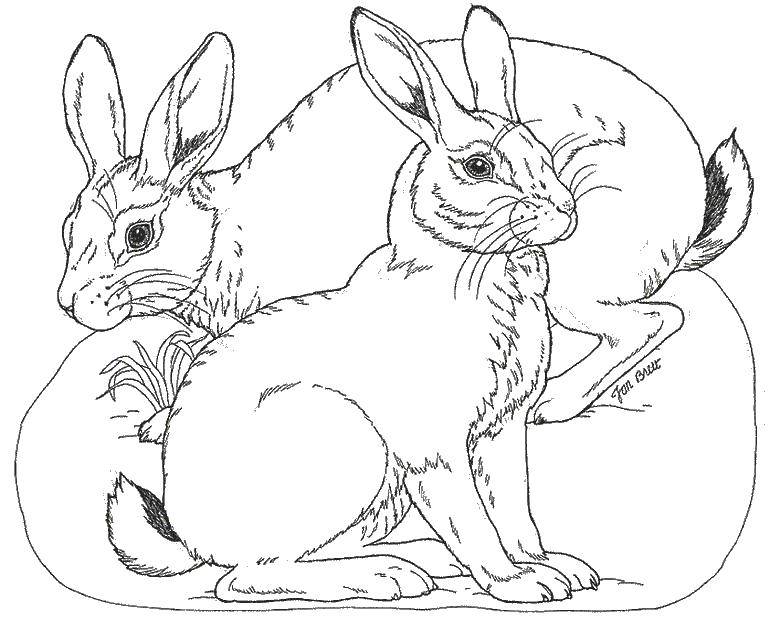 Розмальовки  Кролики. Завантажити розмальовку кролик, заєць.  Роздрукувати ,Тварини,