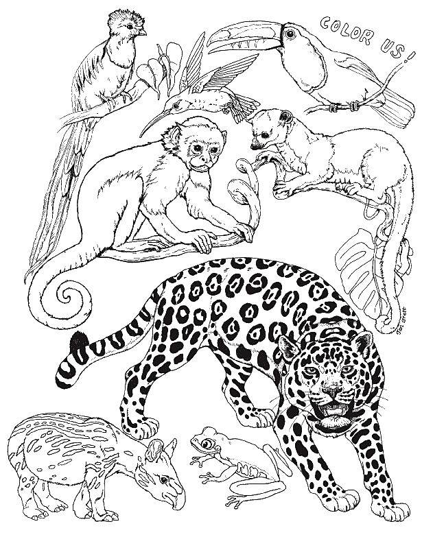 Coloring Exotic animals. Category Animals. Tags:  animals.