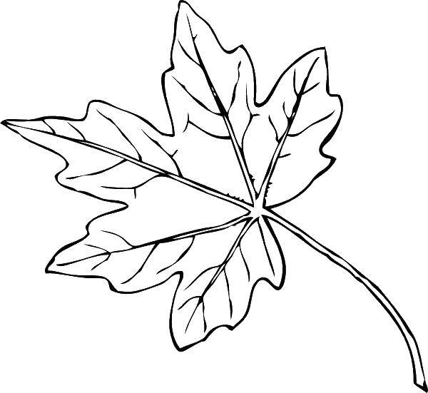 Название: Раскраска Контур листа. Категория: Осень. Теги: лист.