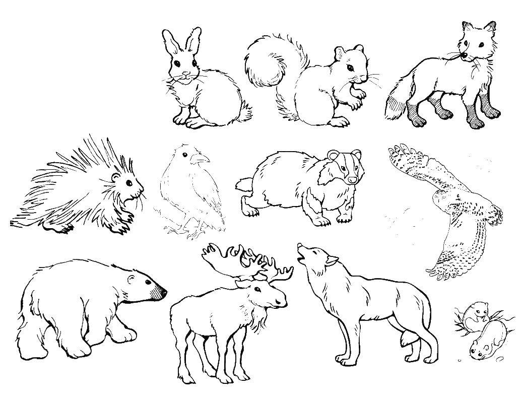 Coloring Animals. Category Animals. Tags:  animals.