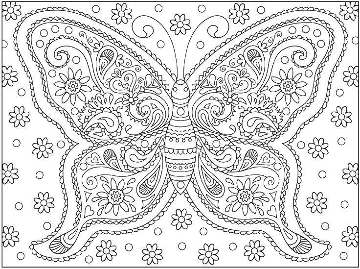 Название: Раскраска Бабочка с узорами. Категория: бабочка. Теги: бабочка с узорами.