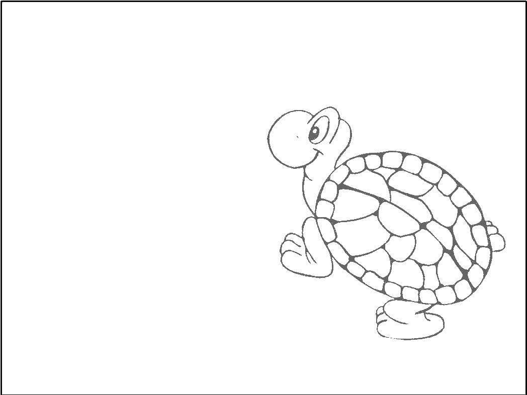 Coloring Turtle. Category Spring. Tags:  turtle.