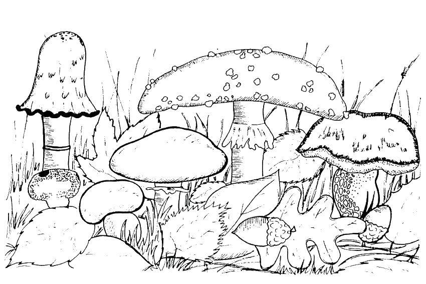 Название: Раскраска Грибы. Категория: Осень. Теги: грибы.