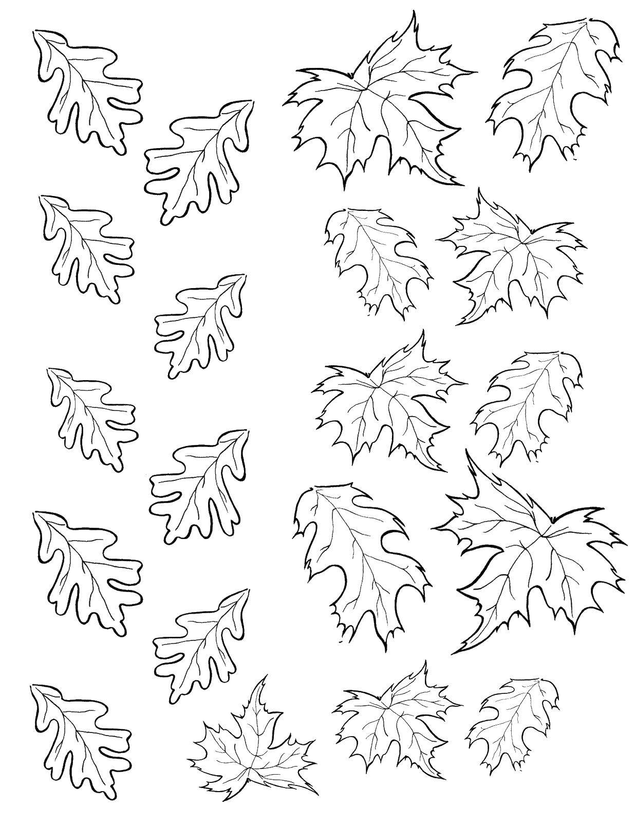 Coloring Falling leaves. Category Autumn. Tags:  Listopad.