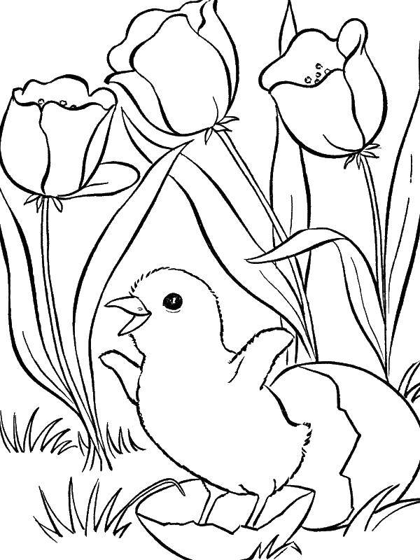 Название: Раскраска Вылупился птенец среди тюльпанов. Категория: Весна. Теги: тюльпаны, птенец.