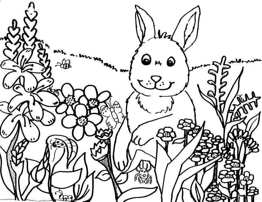 Название: Раскраска Заяц гуляет среди цветов. Категория: Весна. Теги: заяц.