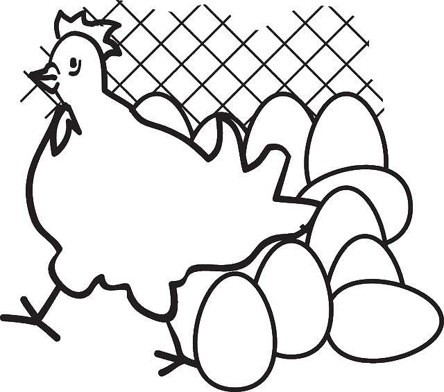 Название: Раскраска Курочка снесла яйца. Категория: птицы. Теги: Птицы, курица.