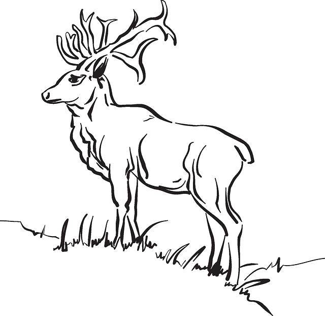 Coloring Moose. Category wild animals. Tags:  Animals, elk.