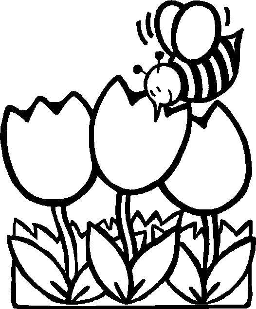 Coloring Bee on tulpania. Category little ones. Tags:  Bee, honey, flowers.
