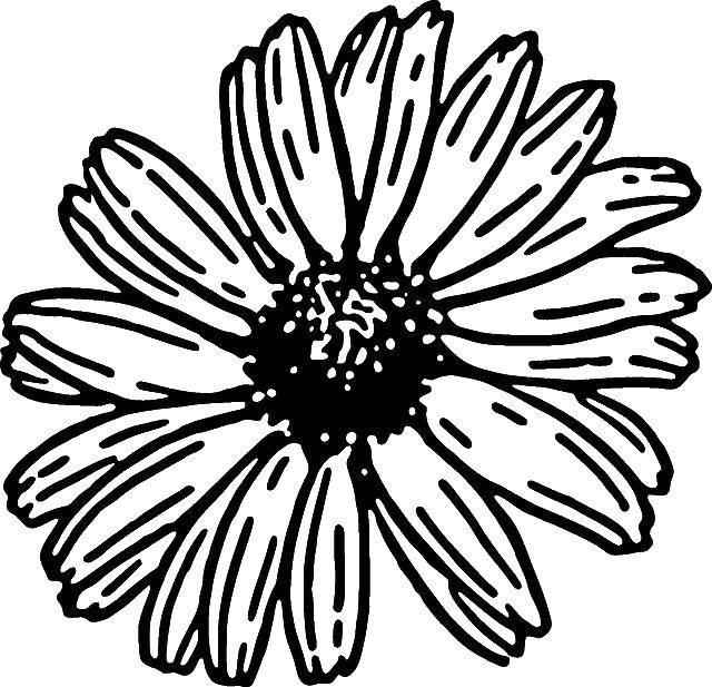 Coloring Flower. Category flowers. Tags:  Flowers.