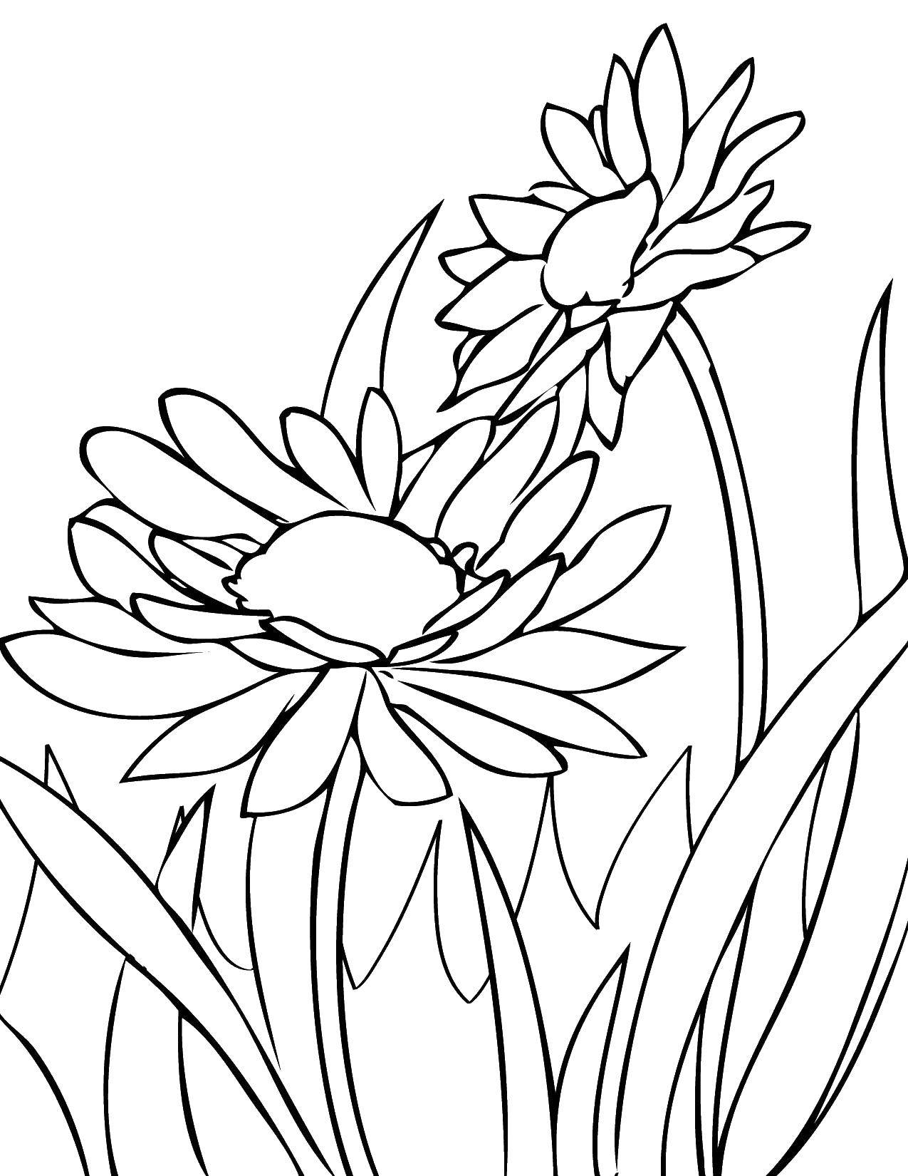 Coloring Spring flowers. Category Spring. Tags:  flowers.