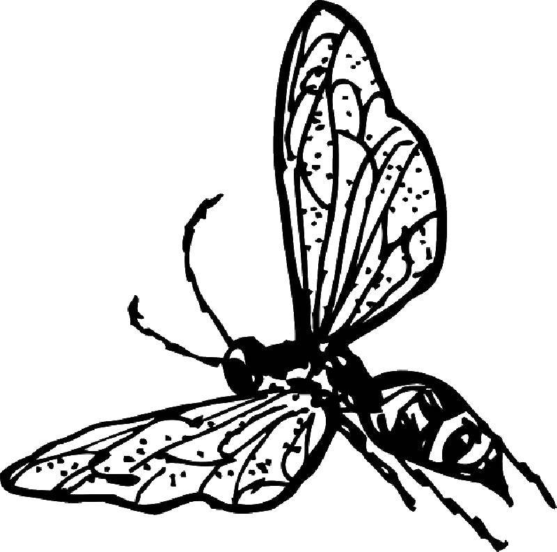 Название: Раскраска Бабочка. Категория: Контуры насекомые. Теги: бабочка.