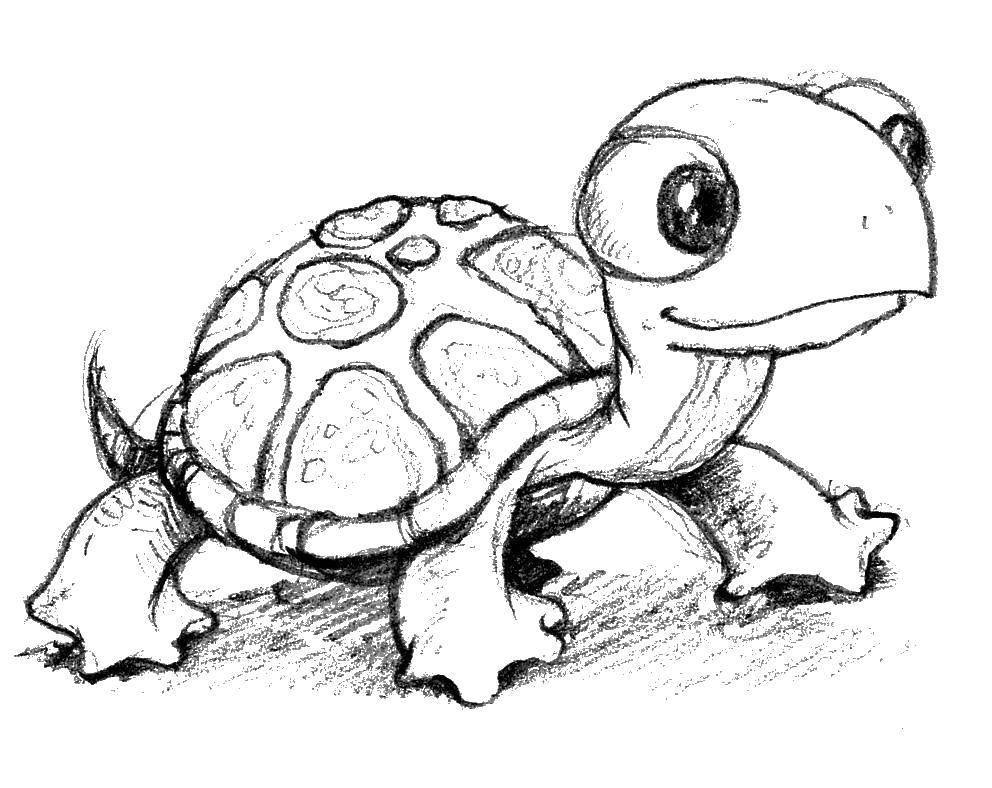Coloring Turtle. Category marine. Tags:  Turtle.