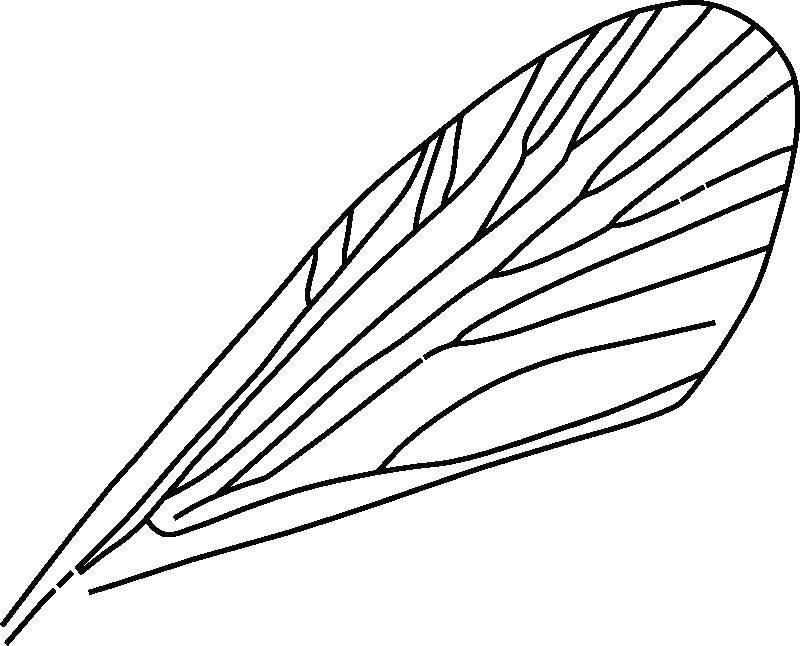 Coloring Wing. Category The contours insects. Tags:  wing.
