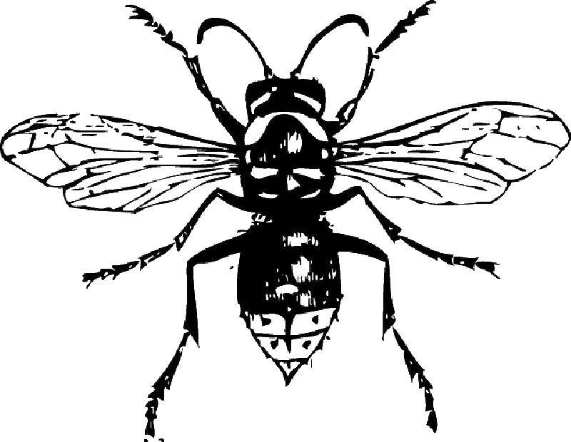 Название: Раскраска Муха. Категория: Контуры насекомые. Теги: муха.