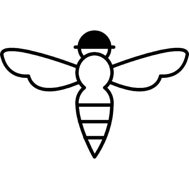 Название: Раскраска Пчела. Категория: Контуры насекомые. Теги: пчела.