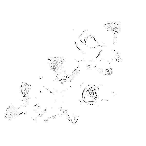 Coloring Rose. Category The contours of a rose. Tags:  Rose.