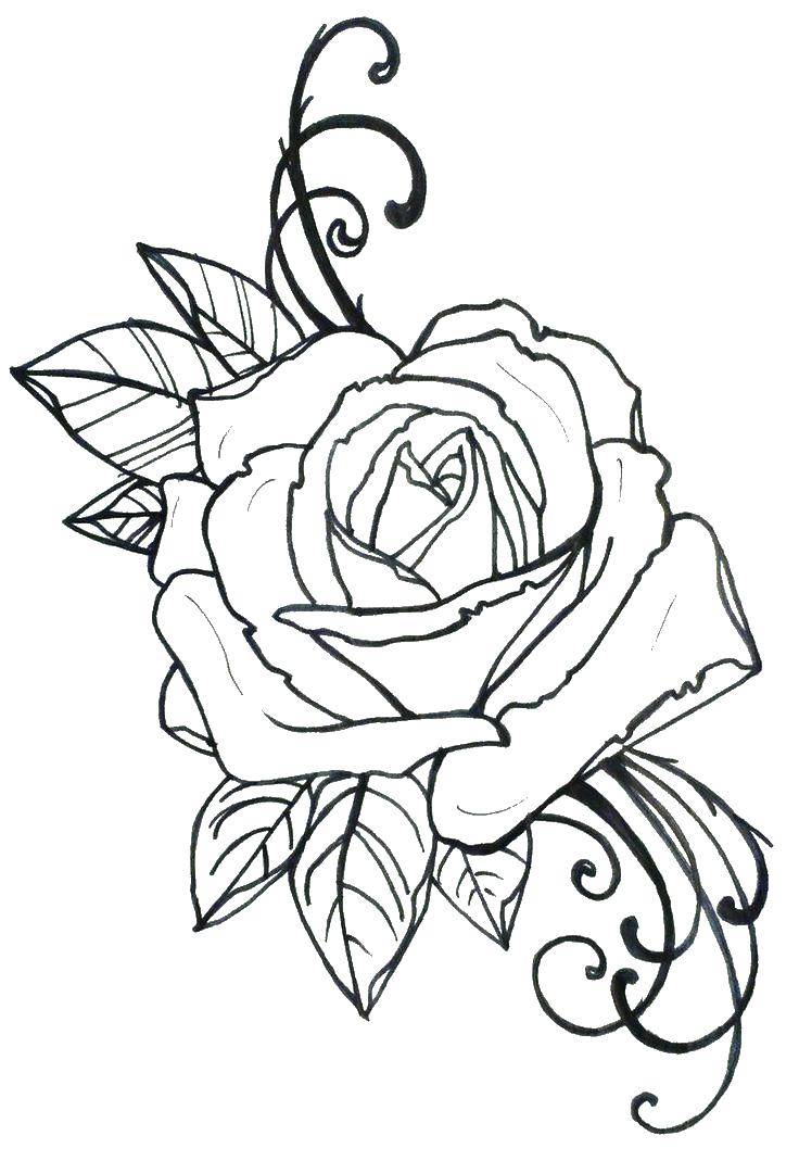 Название: Раскраска Роза. Категория: Контуры розы. Теги: Роза.