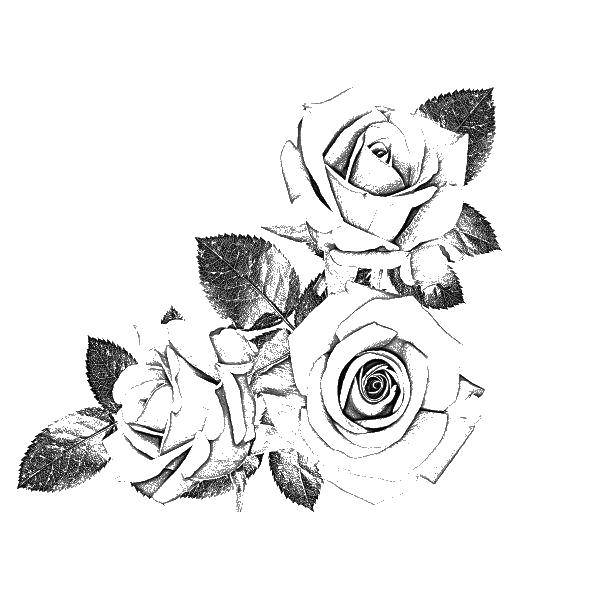 Название: Раскраска Розы. Категория: Контуры розы. Теги: Роза.