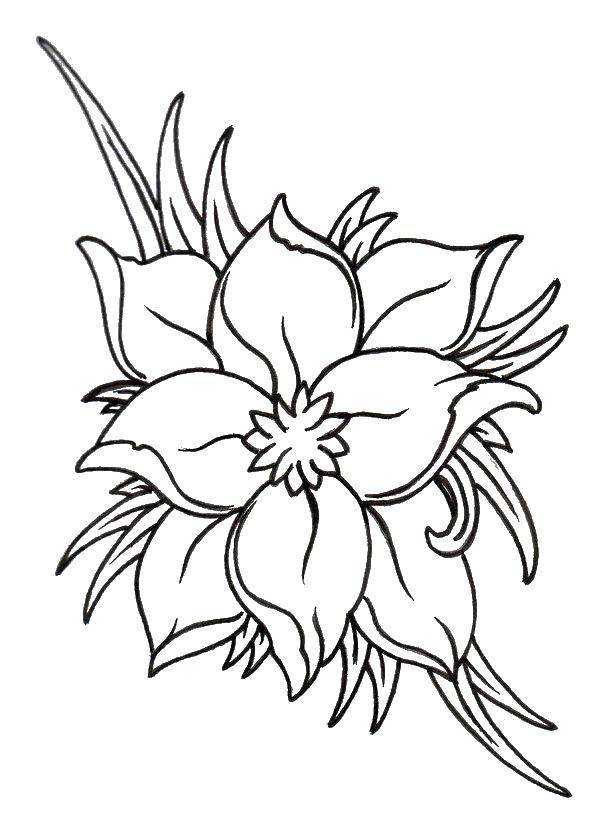 Coloring Flower. Category flowers. Tags:  flower.