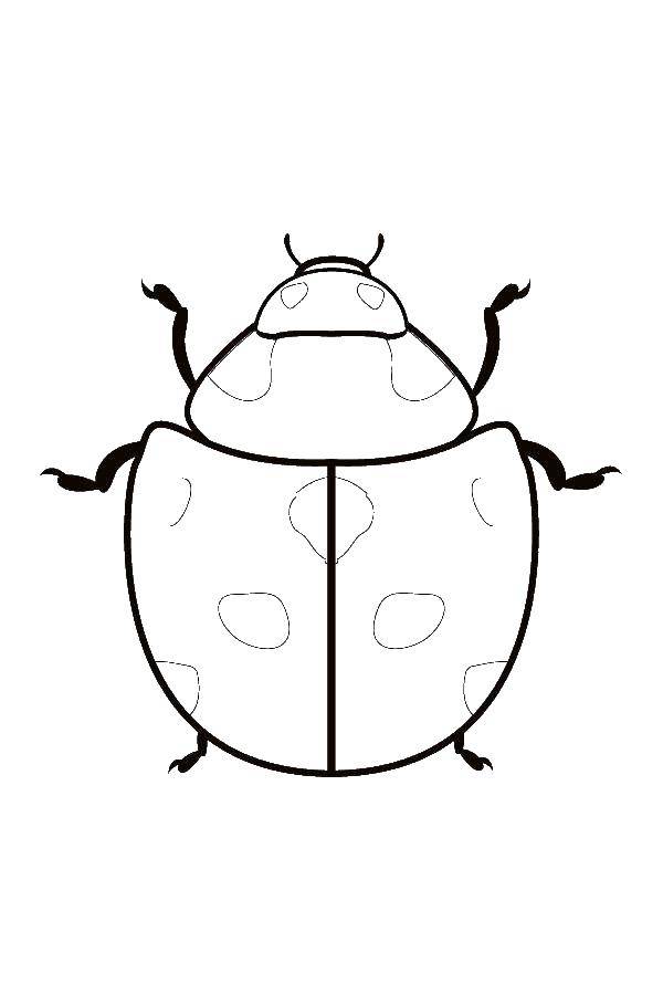 Coloring Beetle. Category The contours insects. Tags:  beetle.