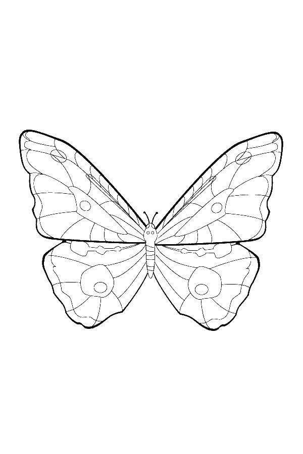 Название: Раскраска Бабочка. Категория: Контуры насекомые. Теги: бабочка.