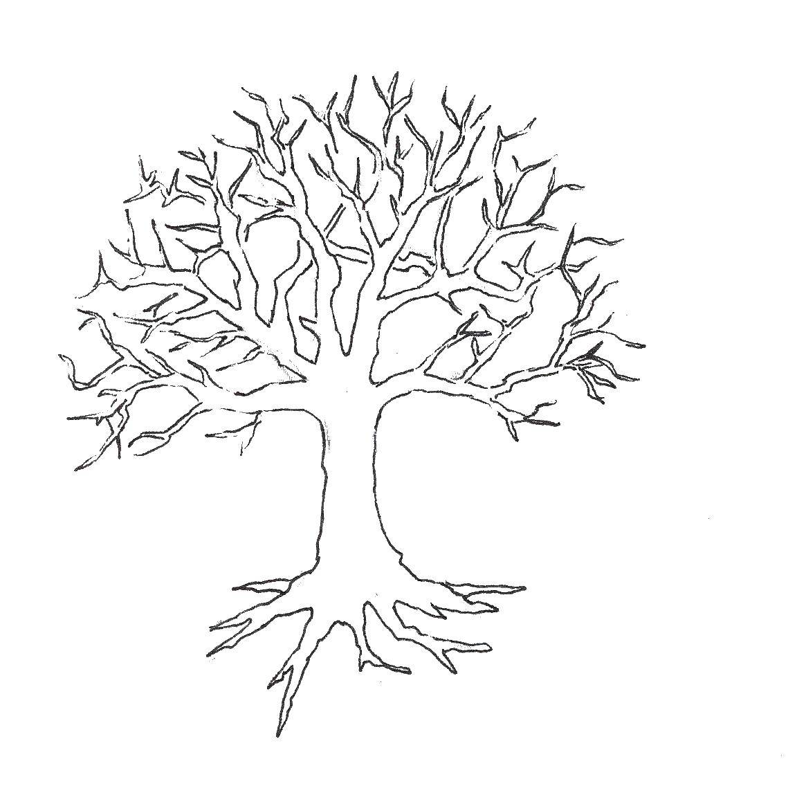 Название: Раскраска Дерево без листьев. Категория: Контуры листьев деревьев. Теги: дерево.
