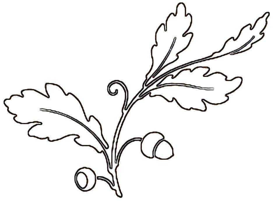 Coloring Oak leaves. Category The contours of the leaves of the trees. Tags:  oak leaf.