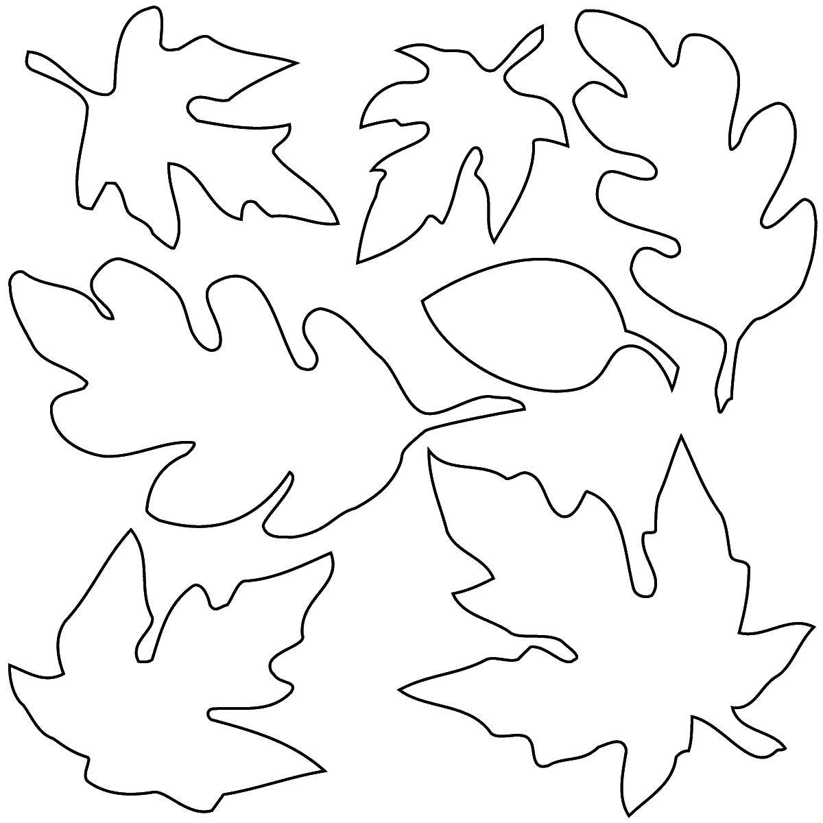Название: Раскраска Листья. Категория: Контуры листьев деревьев. Теги: листья.