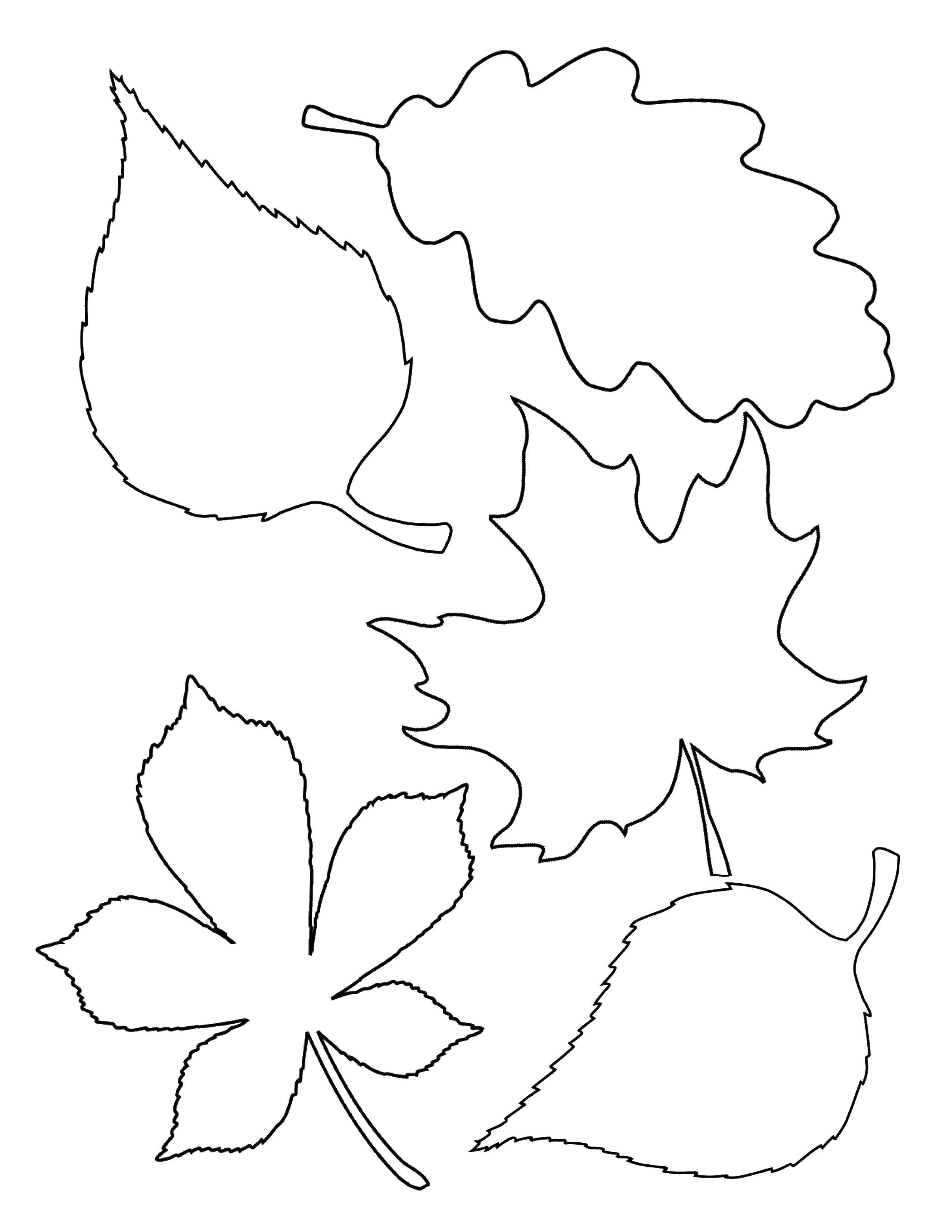Название: Раскраска Листья. Категория: Контуры листьев деревьев. Теги: листья.