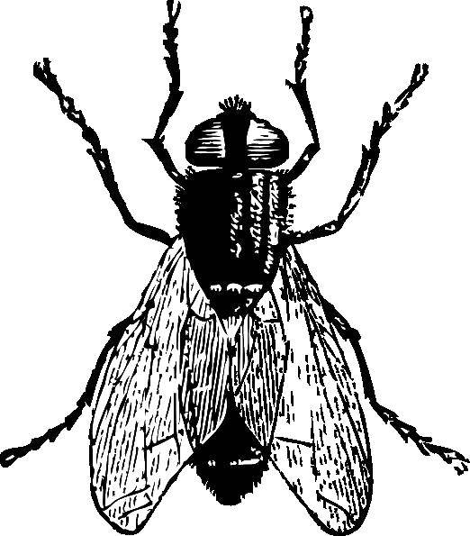 Название: Раскраска Муха. Категория: Контуры насекомые. Теги: муха.